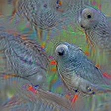 n01817953 African grey, African gray, Psittacus erithacus